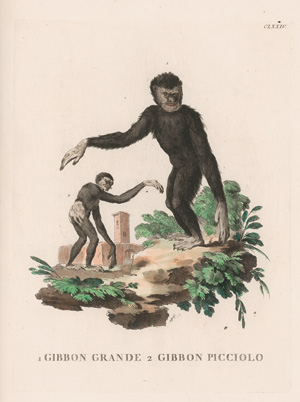 Los 278 - Allessandri, Innocente - Animali quadrupedi, 4 Bände, Venedig 1771.  - 2 - thumb