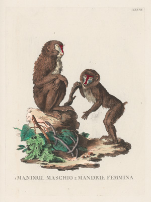 Los 278 - Allessandri, Innocente - Animali quadrupedi, 4 Bände, Venedig 1771.  - 3 - thumb