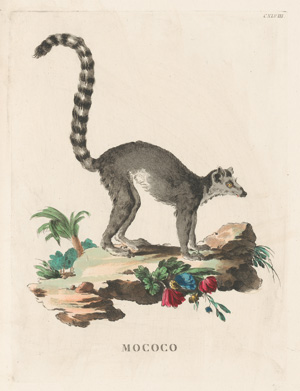 Los 278 - Allessandri, Innocente - Animali quadrupedi, 4 Bände, Venedig 1771.  - 4 - thumb