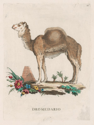 Los 278 - Allessandri, Innocente - Animali quadrupedi, 4 Bände, Venedig 1771.  - 6 - thumb