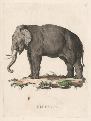 Los 278 - Allessandri, Innocente - Animali quadrupedi, 4 Bände, Venedig 1771.  - 7 - thumb