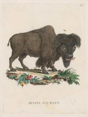 Los 278 - Allessandri, Innocente - Animali quadrupedi, 4 Bände, Venedig 1771.  - 8 - thumb