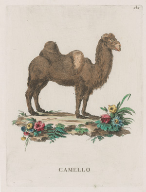 Los 278 - Allessandri, Innocente - Animali quadrupedi, 4 Bände, Venedig 1771.  - 9 - thumb