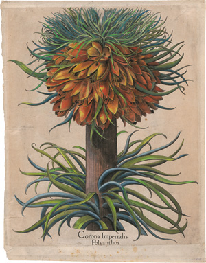 Lot 279, Auction  128, Besler, Basilius, Corona Imperialis Polyanthos