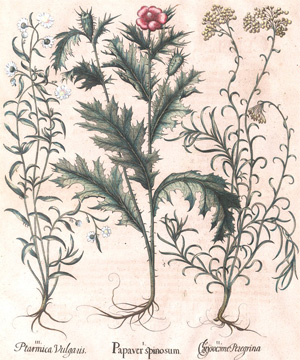 Lot 280, Auction  128, Besler, Basilius, Hortus Eystettensis.