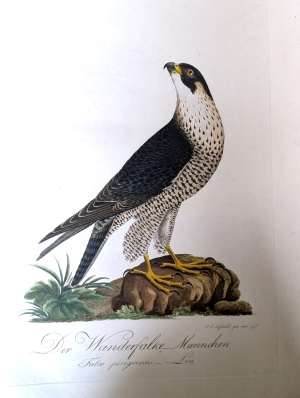 Los 281 - Borckhausen, Moritz Balthasar - Teutsche Ornithologie - 11 - thumb