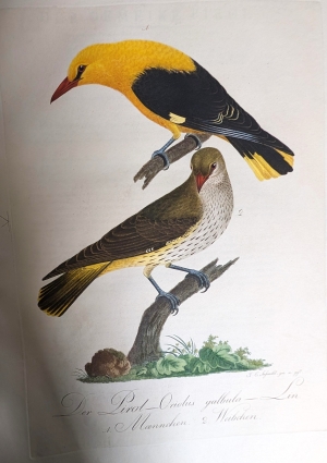 Los 281 - Borckhausen, Moritz Balthasar - Teutsche Ornithologie - 13 - thumb