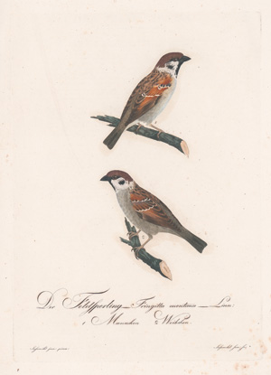 Lot 281, Auction  128, Borckhausen, Moritz Balthasar, Teutsche Ornithologie