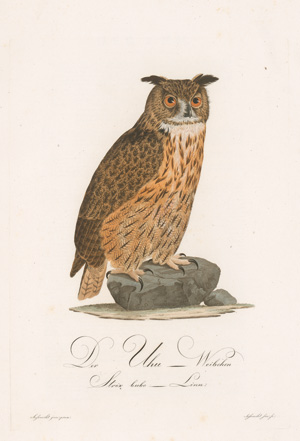 Los 281 - Borckhausen, Moritz Balthasar - Teutsche Ornithologie - 1 - thumb