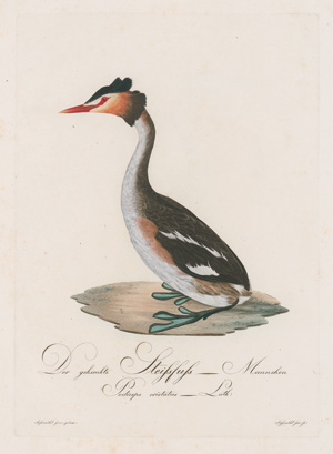 Los 281 - Borckhausen, Moritz Balthasar - Teutsche Ornithologie - 2 - thumb