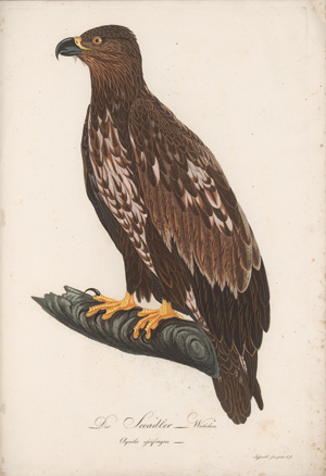 Los 281 - Borckhausen, Moritz Balthasar - Teutsche Ornithologie - 3 - thumb