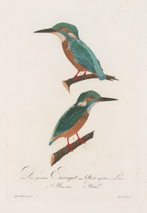 Los 281 - Borckhausen, Moritz Balthasar - Teutsche Ornithologie - 4 - thumb