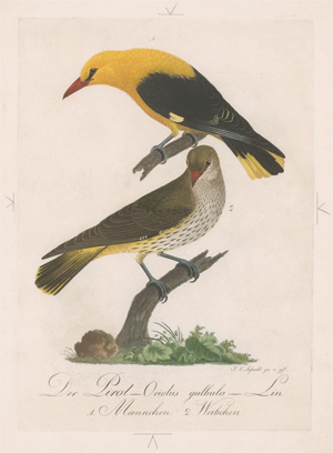 Los 281 - Borckhausen, Moritz Balthasar - Teutsche Ornithologie - 5 - thumb