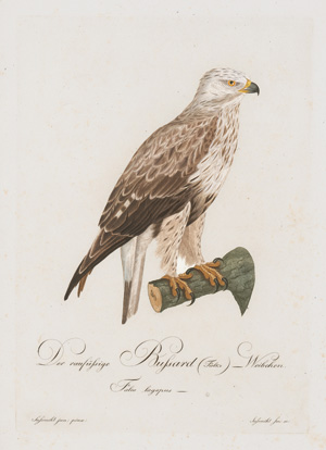 Los 281 - Borckhausen, Moritz Balthasar - Teutsche Ornithologie - 6 - thumb