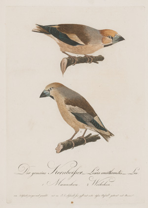 Los 281 - Borckhausen, Moritz Balthasar - Teutsche Ornithologie - 7 - thumb