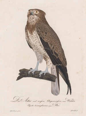 Los 281 - Borckhausen, Moritz Balthasar - Teutsche Ornithologie - 8 - thumb