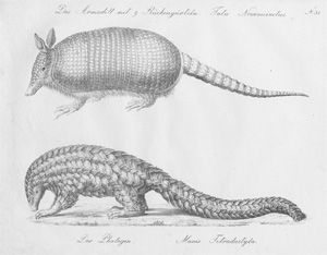 Lot 282, Auction  128, Brodtmann, Karl Joseph, Naturhistorische Bilder-Gallerie