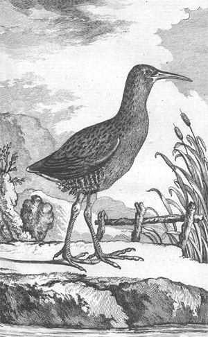 Lot 284, Auction  128, Buffon, Georges Louis Leclerc Comte de, Histoire naturelle des oiseaux