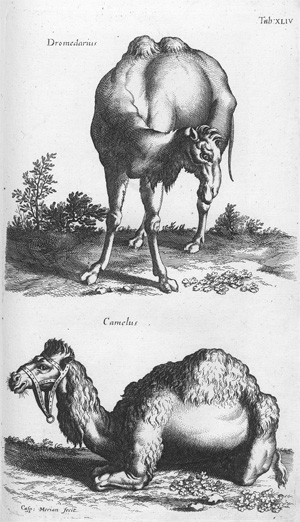 Los 286 - Decker, Johann Mathias - Naturgeschichte aus den besten Schriftstellern mit Merianischen Kupfern - 1 - thumb