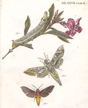 Lot 287, Auction  128, Esper, Eugen Johann Christoph, Der europäischen Schmetterlinge zweyter Theil