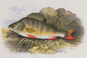 Lot 292, Auction  128, Houghton, William, British Fresh-Water Fishes 