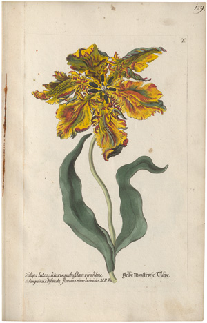 Lot 293, Auction  128, Knorr, Georg Wolfgang, Regnum Florae