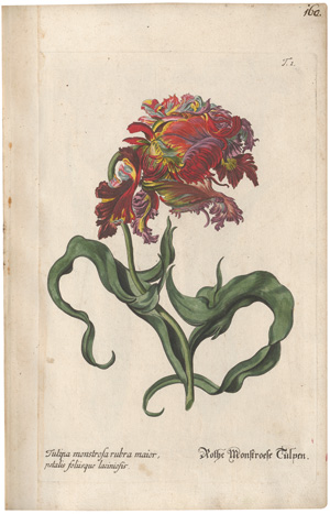 Los 293 - Knorr, Georg Wolfgang - Regnum Florae - 1 - thumb