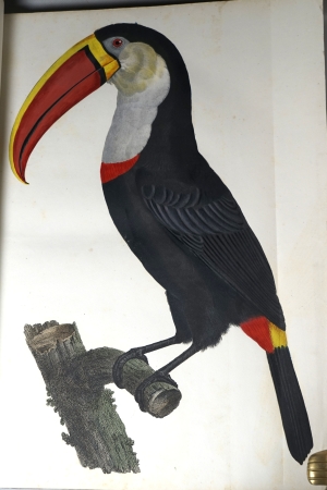 Los 294 - Levaillant, François - Histoire naturelle des oiseaux. Paris 1801-1818 - 9 - thumb