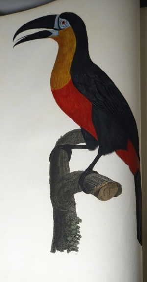 Los 294 - Levaillant, François - Histoire naturelle des oiseaux. Paris 1801-1818 - 11 - thumb