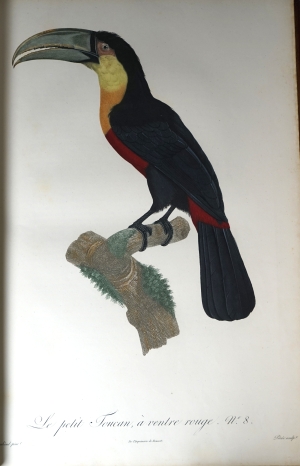 Los 294 - Levaillant, François - Histoire naturelle des oiseaux. Paris 1801-1818 - 13 - thumb