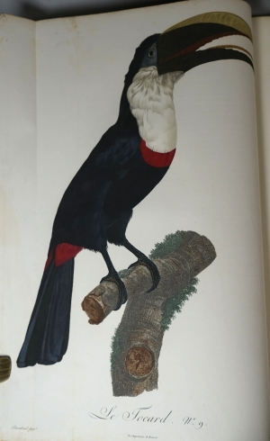 Los 294 - Levaillant, François - Histoire naturelle des oiseaux. Paris 1801-1818 - 14 - thumb