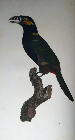 Los 294 - Levaillant, François - Histoire naturelle des oiseaux. Paris 1801-1818 - 18 - thumb