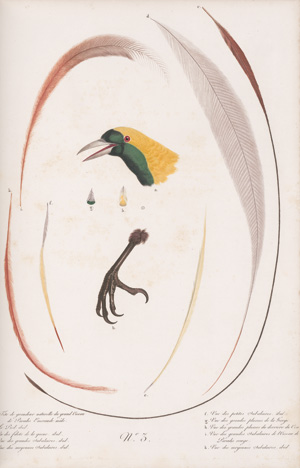 Lot 294, Auction  128, Levaillant, François, Histoire naturelle des oiseaux. Paris 1801-1818