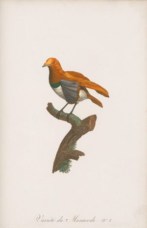 Los 294 - Levaillant, François - Histoire naturelle des oiseaux. Paris 1801-1818 - 1 - thumb