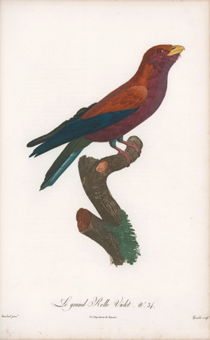 Los 294 - Levaillant, François - Histoire naturelle des oiseaux. Paris 1801-1818 - 2 - thumb