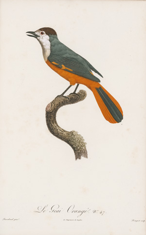 Los 294 - Levaillant, François - Histoire naturelle des oiseaux. Paris 1801-1818 - 3 - thumb