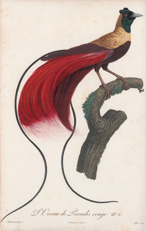 Los 294 - Levaillant, François - Histoire naturelle des oiseaux. Paris 1801-1818 - 4 - thumb