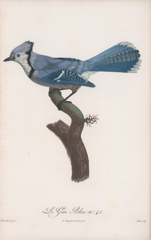 Los 294 - Levaillant, François - Histoire naturelle des oiseaux. Paris 1801-1818 - 6 - thumb