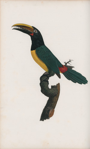 Los 294 - Levaillant, François - Histoire naturelle des oiseaux. Paris 1801-1818 - 7 - thumb