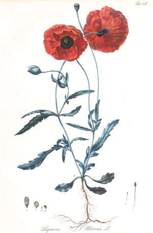 Lot 298, Auction  128, Mohnblumen, Konvolut von 4 kolorierten Kupferstichen, 3 (1 wiederholt) kolorierten Holschnitten, 1 kolorierte Lithographie und 1 farbige Abbildung mit Mohnblüten