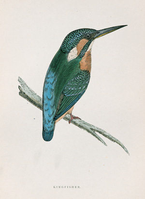 Lot 299, Auction  128, Morris, F. O., A History of British Birds