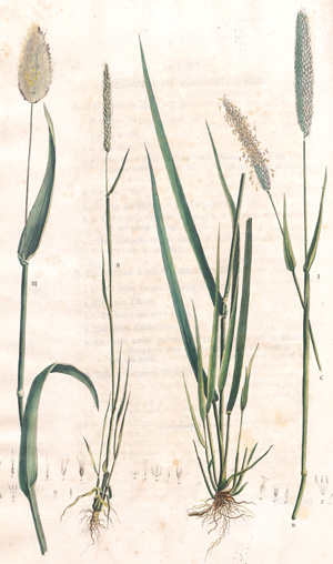 Lot 302, Auction  128, Schreber, Johann Christian Daniel, Beschreibung der Gräser