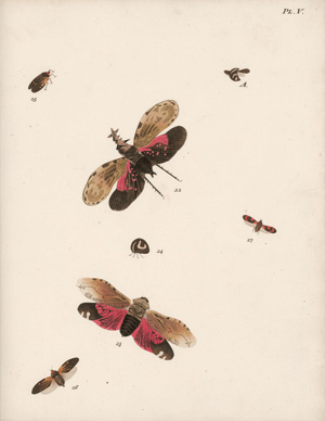 Lot 303, Auction  128, Stoll, Caspar, Cicaden en Wantzen