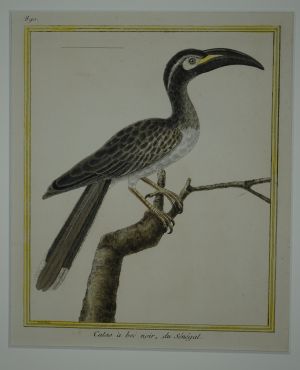 Los 305 - Vogeldarstellungen - Sammlung verschiedener Vogelarten - 1 - thumb