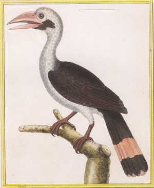 Lot 305, Auction  128, Vogeldarstellungen, Sammlung verschiedener Vogelarten
