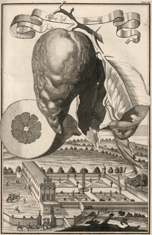 Los 306 - Volkamer, Johann Christoph - Continuation der Nürnbergischen Hesperidum - 1 - thumb