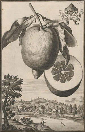 Los 306 - Volkamer, Johann Christoph - Continuation der Nürnbergischen Hesperidum - 2 - thumb