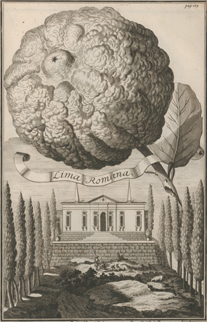 Los 306 - Volkamer, Johann Christoph - Continuation der Nürnbergischen Hesperidum - 5 - thumb