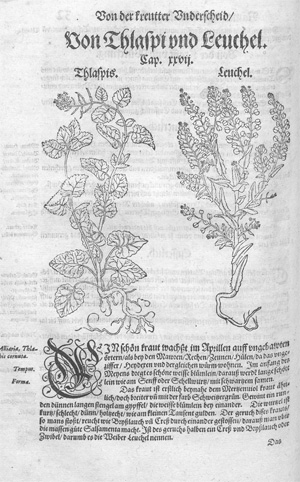 Lot 1059, Auction  128, Bock, Hieronymus, Kreutterbuch