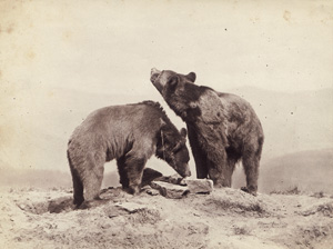 Lot 4003, Auction  128, Anschütz, Ottomar, Bears